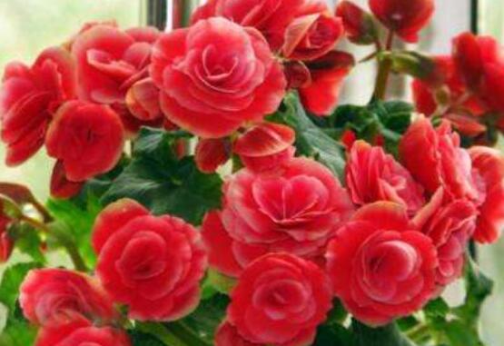 海棠,養殖,注意事項,玫瑰