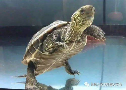 冬天家里養王八注意事項