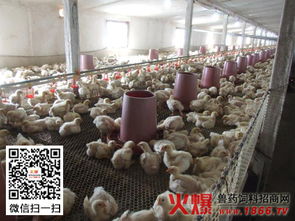 肉雞初春養殖注意事項