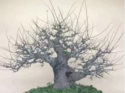 樸樹(shù),下山,注意事項