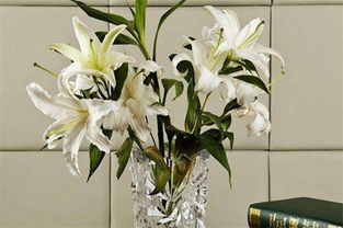 養百合花應注意事項