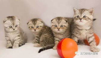 收養流浪小貓注意事項,關(guān)于收養三個(gè)月的小貓的注意事項,新收養小貓注意事項