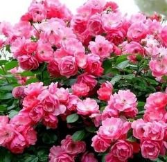 室內睡蓮的種植方法和注意事項,薔薇地栽種植方法和注意事項,薔薇種子種植方法和注意事項