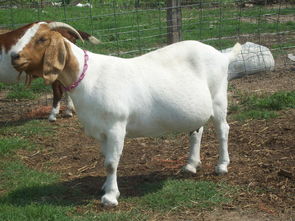 貓咪配種前后的注意事項,德牧配種前后注意事項,母羊產(chǎn)前產(chǎn)后的注意事項