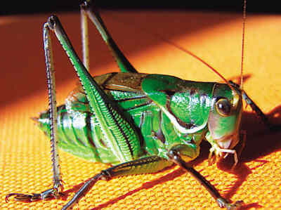 蟈蟈,飼養,注意事項,冬季