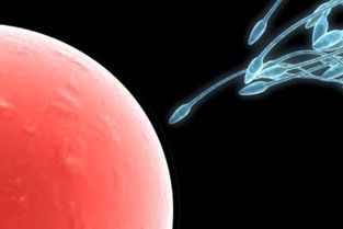 著(zhù)床,注意事項,當天