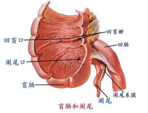 闌尾,注意事項,手術(shù),拆完線(xiàn)
