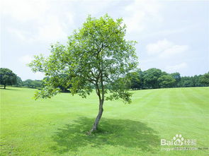 出樹(shù)注意事項