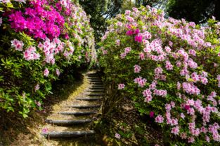 日本人,賞花,注意事項