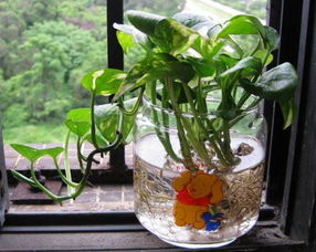 轉注,水培,事項,綠蘿