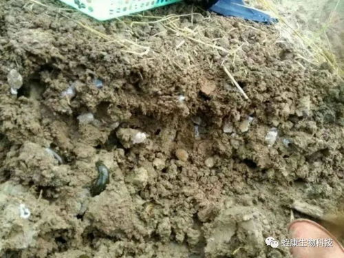 注意事項,種蛭產(chǎn)繭