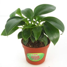 非洲,養殖,注意事項,方法