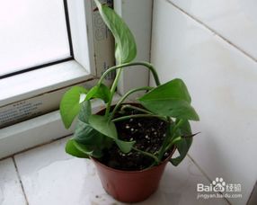 綠蘿的養殖方法和注意事項繁殖