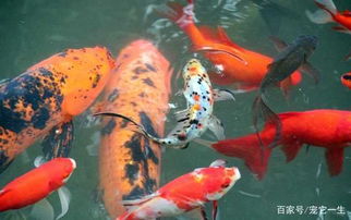 草魚(yú),魚(yú)缸,注意事項