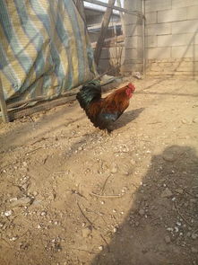 初春牛羊養殖注意事項,春季肉雞養殖重點(diǎn)注意事項!,初春牡丹花的養殖方法和注意事項