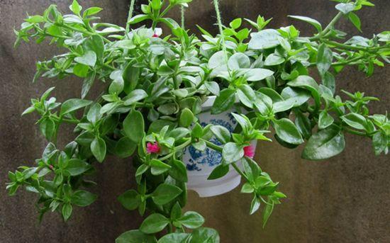 牡丹吊蘭換盆注意事項