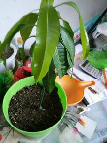 芒果盆栽種植注意事項