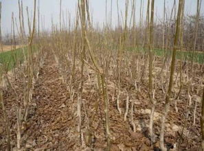 苗木,注意事項,購買(mǎi)