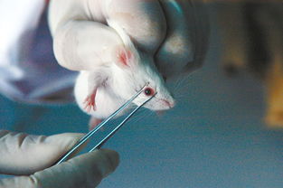 小鼠眼部取血注意事項