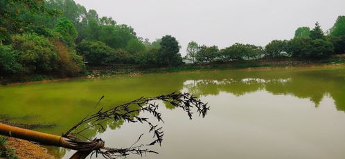 魚(yú)塘,注意事項,換水