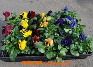 三色堇接種方法及注意事項