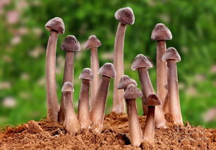 黑雞樅菌注意事項