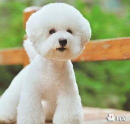 五個(gè)月的比熊體外驅蟲(chóng)注意事項