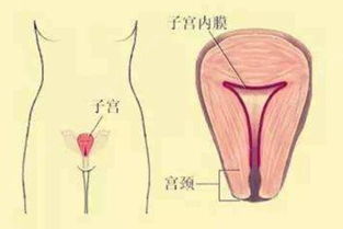 藥流刮宮后注意事項和飲食,藥流清宮后要注意什么,藥流加清宮后注意事項