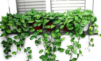 剛移栽的綠蘿注意事項