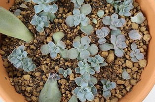 藍石蓮葉插注意事項