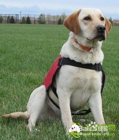 養兩個(gè)月的拉布拉多幼犬注意事項,養拉布拉多幼犬的注意事項,拉布拉多幼犬洗澡注意事項