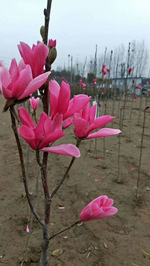 蘭后,移栽,注意事項,白玉