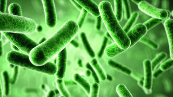 細菌代謝產(chǎn)物的檢測注意事項,細菌的人工培養實(shí)驗注意事項,細菌培養實(shí)驗注意事項