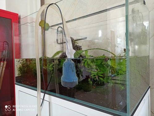 收納箱養魚(yú)注意事項