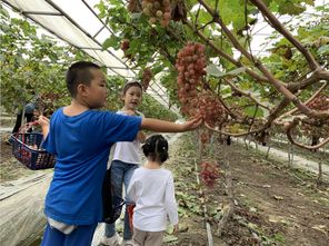 親子采摘注意事項