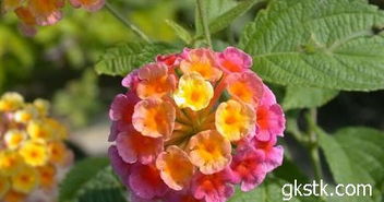 五色梅的養殖方法和注意事項