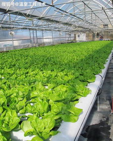 馬醉木水培注意事項,春羽水培注意事項,龜背竹水培方法和注意事項