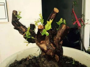 金豆下山樁種植注意事項,臘梅下山樁種植注意事項,樸樹(shù)下山樁怎么栽成活率高