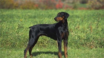 養小杜賓注意事項