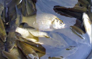 釣鯽魚(yú)注意事項,野釣鯽魚(yú)注意事項,解剖鯽魚(yú)的注意事項