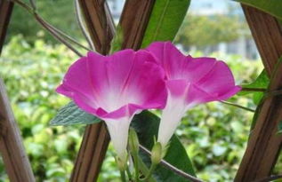 牽?；?養殖,注意事項,方法