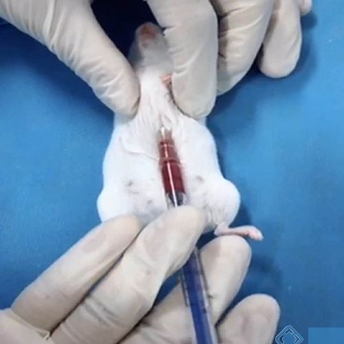 小鼠,眼部,注意事項