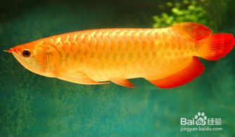 養殖金龍魚(yú)注意事項