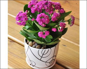 長(cháng)壽花的養殖方法和注意事項,宮燈長(cháng)壽花的養殖方法和注意事項,長(cháng)壽花的養殖方法和注意事項剪枝