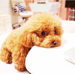 母狗,配對,注意事項