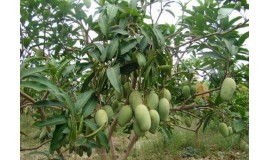 金桔盆栽種植方法和注意事項,盆栽荷花的種植方法和注意事項,盆栽辣椒的種植方法和注意事項