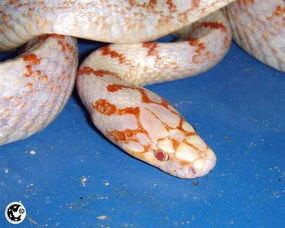 注意事項,蛇顆瘡