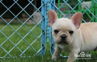 法斗犬養殖注意事項,法斗養殖注意事項,惡霸犬養殖注意事項