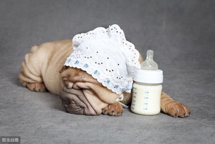 喂羊奶粉的注意事項狗