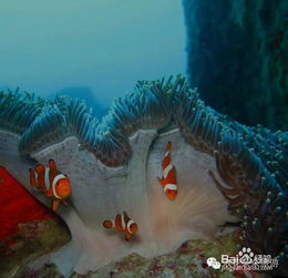 泰國深潛鯊魚(yú)注意事項